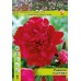 Божур Червен Двоен Paeonia Paul Wild (Paeonia lactiflora) - 1 бр луковицa – Пролетни луковици
