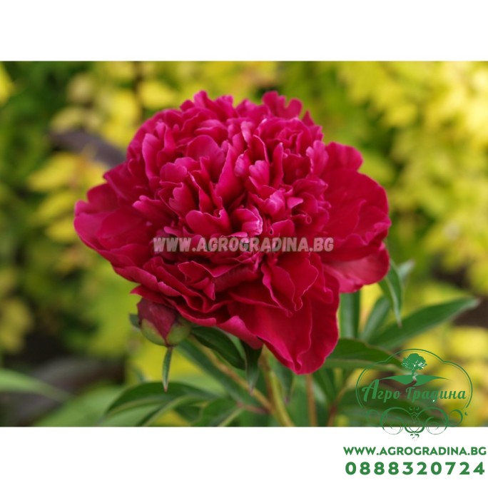 Божур Червен Двоен Paeonia Paul Wild (Paeonia lactiflora) - 1 бр луковицa Божур Червен Двоен Paeonia Paul Wild (Paeonia lactiflora) - 1 бр луковицa