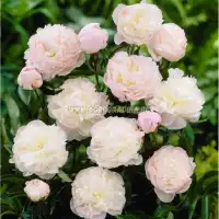 Божур Храмът Шърли Paeonia Shirley Тemple (Paeonia lactiflora) - 1 бр луковицa