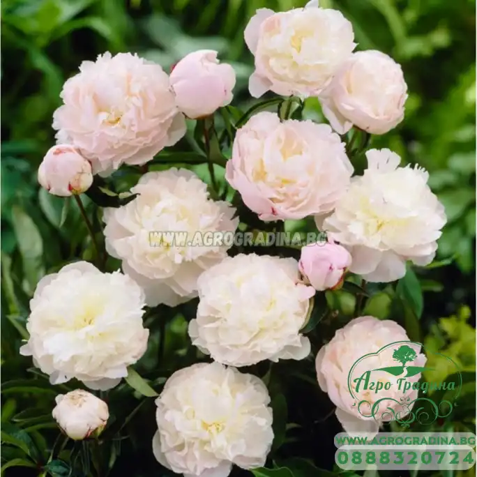 Божур Храмът Шърли / Paeonia Shirley Тemple (Paeonia lactiflora) - 1 бр луковицa