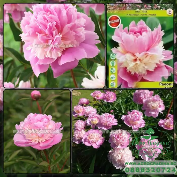 Божур Розов Сорбе Paeonia Sorbet (Paeonia lactiflora) - 1 бр луковицa
