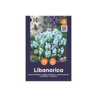 Либанорика / Puschkinia Libanorica - AGRONOM - 10 бр луковици 