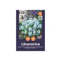 Либанорика Puschkinia Libanorica - AGRONOM - 10 бр луковици