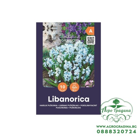 Либанорика / Puschkinia Libanorica - AGRONOM - 10 бр луковици 