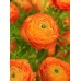 Лютиче Оранжево Ranunculus Orange - 10 бр луковици – Пролетни луковици
