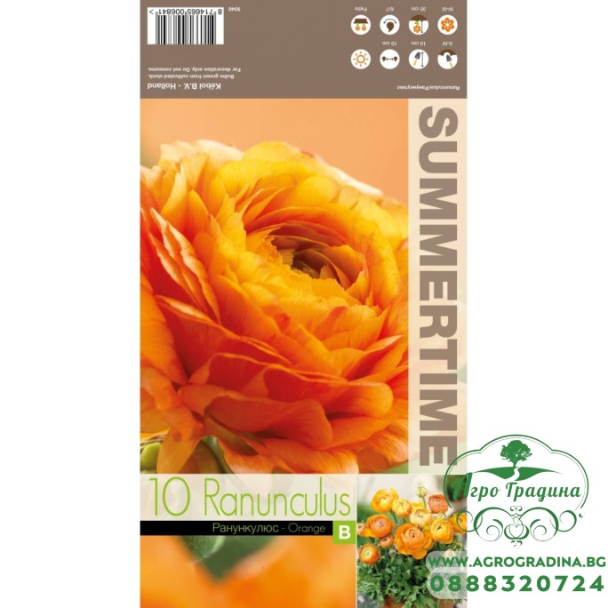 Лютиче Оранжево / Ranunculus Orange - 10 бр луковици