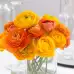 Лютиче Оранжево Ranunculus Orange - 10 бр луковици