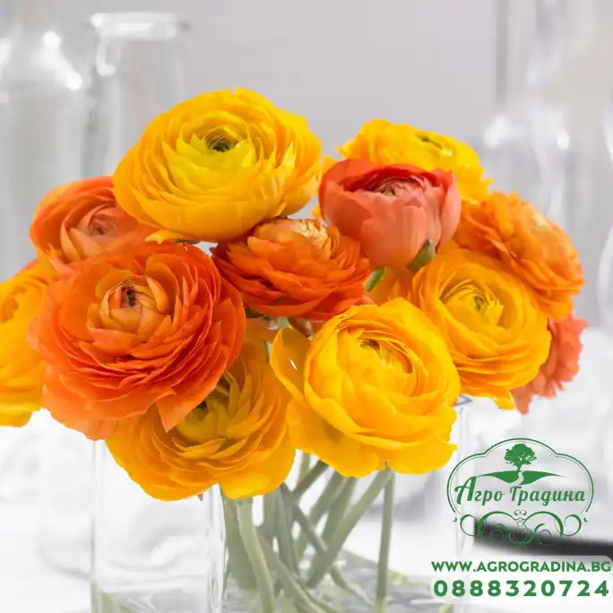 Лютиче Оранжево Ranunculus Orange - 10 бр луковици Лютиче Оранжево Ranunculus Orange - 10 бр луковици
