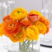Лютиче Оранжево Ranunculus Orange - 10 бр луковици – Пролетни луковици