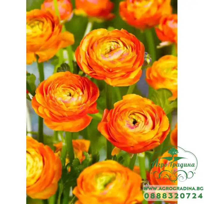 Лютиче Оранжево Ranunculus Orange - 10 бр луковици Лютиче Оранжево Ranunculus Orange - 10 бр луковици