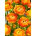 Лютиче Оранжево Ranunculus Orange - 10 бр луковици – Пролетни луковици