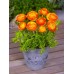 Лютиче Оранжево / Ranunculus Orange - 10 бр луковици