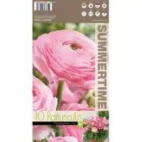 Лютиче Розово Ranunculus Pink - 10 бр луковици