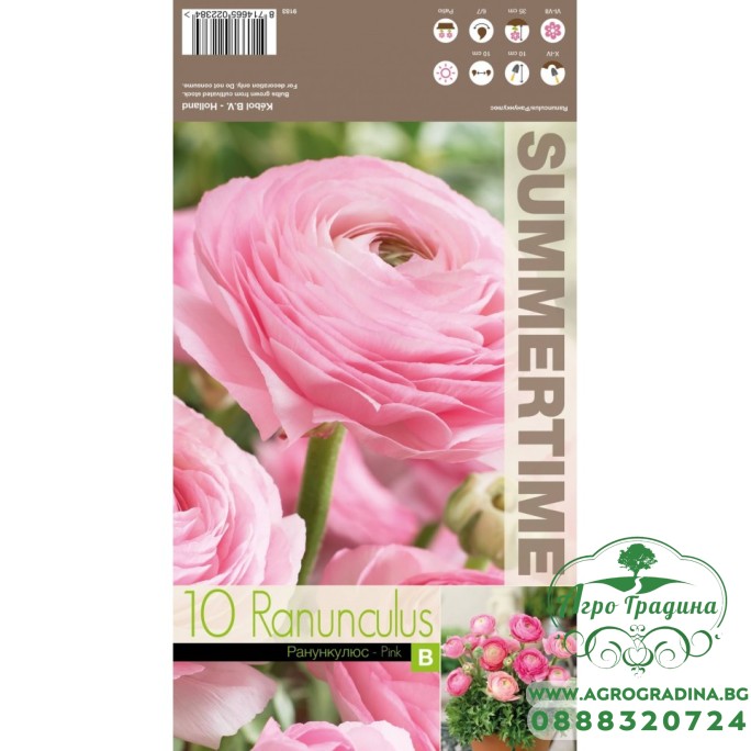 Лютиче Розово / Ranunculus Pink - 10 бр луковици