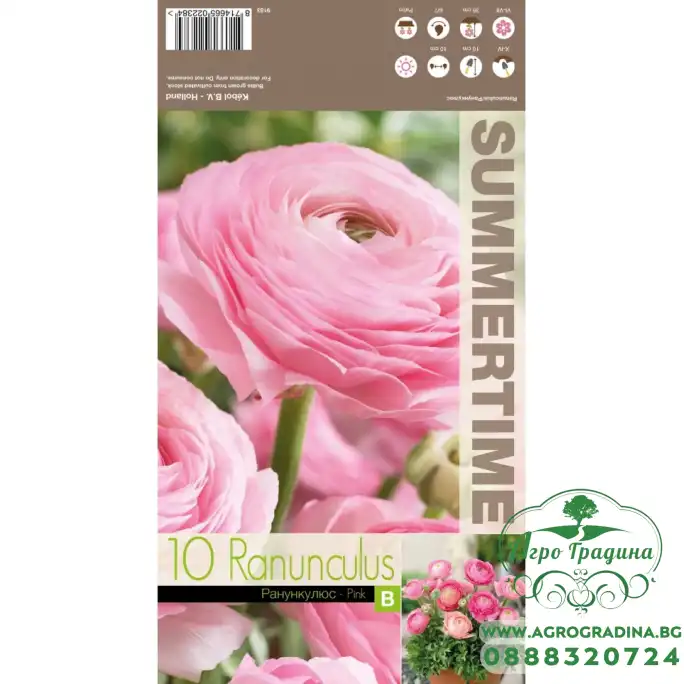 Лютиче Розово Ranunculus Pink - 10 бр луковици Лютиче Розово Ranunculus Pink - 10 бр луковици
