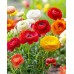 Лютиче Червено / Ranunculus Red - 10 бр луковици