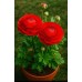 Лютиче Червено Ranunculus Red - 10 бр луковици – Пролетни луковици