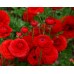 Лютиче Червено Ranunculus Red - 10 бр луковици – Пролетни луковици
