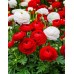 Лютиче Червено Ranunculus Red - 10 бр луковици – Пролетни луковици