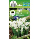 Синчец Сибирски Бял Scilla Siberica Alba - 5 бр луковици