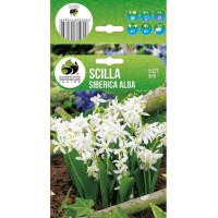 Синчец Сибирски Бял Scilla Siberica Alba - 5 бр луковици