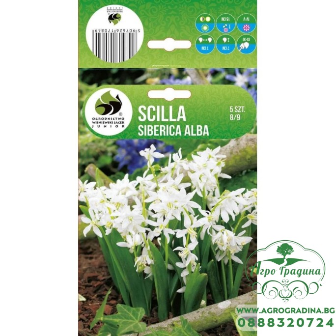 Синчец Сибирски Бял Scilla Siberica Alba - 5 бр луковици