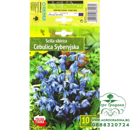 Синчец Сибирски Син / Scilla siberica Blue - 10 бр луковици