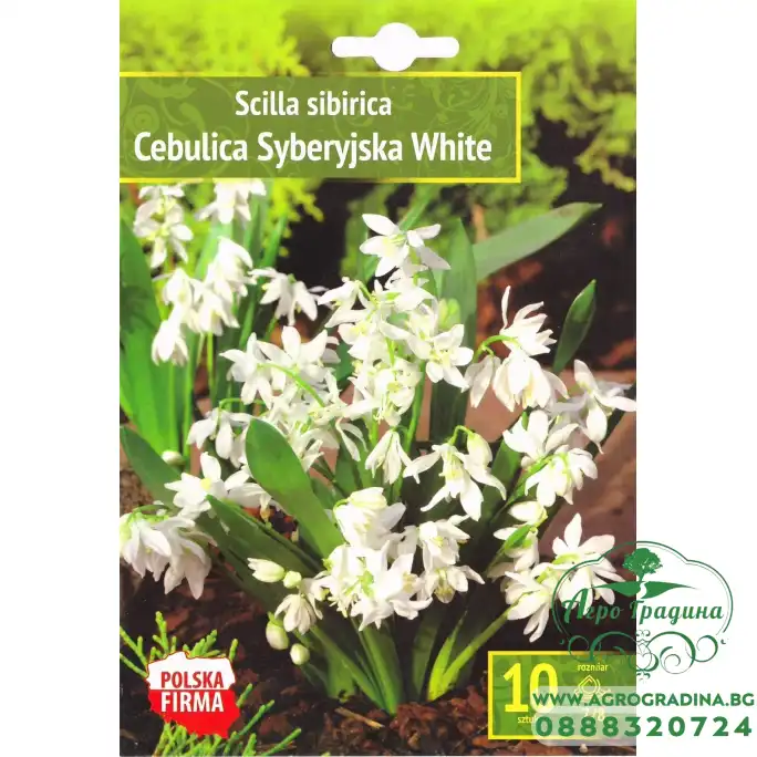 Синчец Сибирски Бял Scilla siberica White - 10 бр луковици