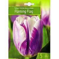 Лале Пламтящо знаме / Tulipa Flaming Flag - 5 бр луковици