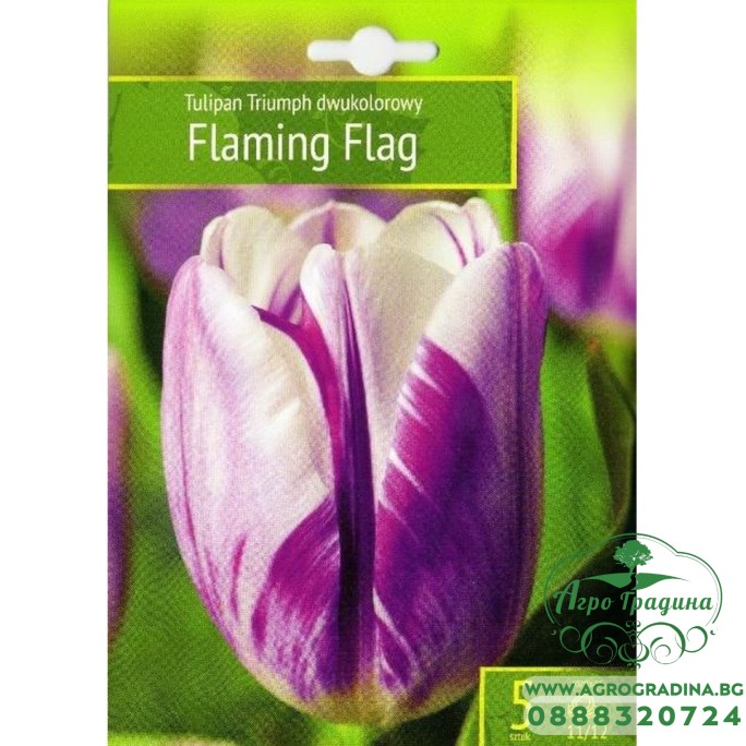Лале Пламтящо знаме / Tulipa Flaming Flag - 5 бр луковици