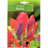 Лале Рококо / Tulipa Rococo - 5 бр луковици