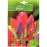 Лале Рококо / Tulipa Rococo - 5 бр луковици