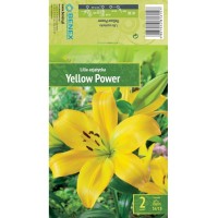 Лилиум Жълта сила Lilium Yellow Power - 2 бр луковици