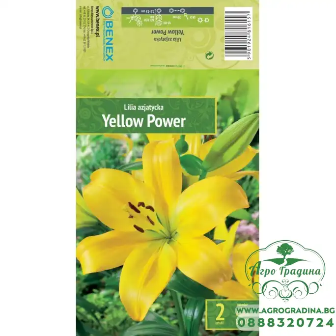 Лилиум Жълта сила Lilium Yellow Power - 2 бр луковици Лилиум Жълта сила Lilium Yellow Power - 2 бр луковици