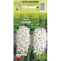 Зюмбюл Карнеги / Hyacinthus Carnegie - 3 бр луковици