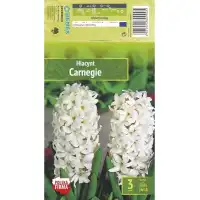 Зюмбюл Карнеги / Hyacinthus Carnegie - 3 бр луковици
