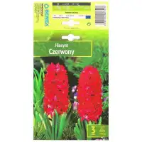 Зюмбюл Червен / Hyacinthus orientalis - 3 бр луковици