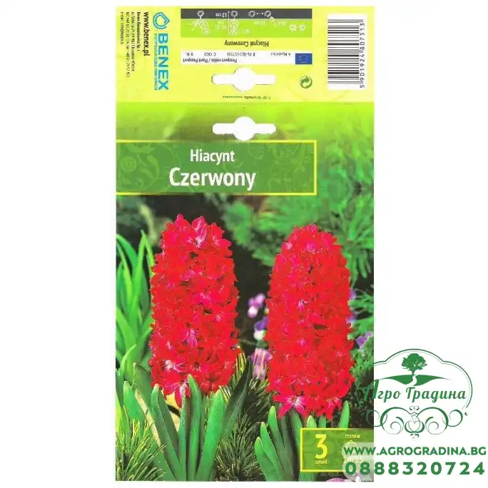 Зюмбюл Червен / Hyacinthus orientalis - 3 бр луковици Зюмбюл Червен / Hyacinthus orientalis - 3 бр луковици