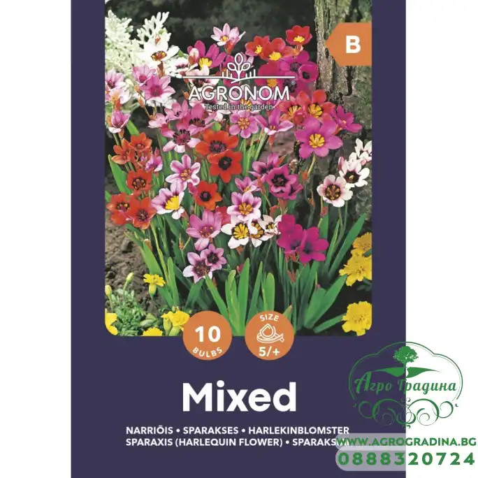 Спараксис Микс / Sparaxis Mixed - 10 бр луковици