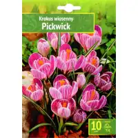 Минзухар Пикуик / Crocus Pickwick - 10 бр луковици