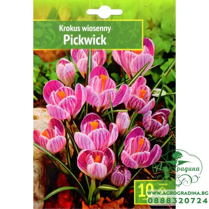 Минзухар Пикуик Crocus Pickwick - 10 бр луковици