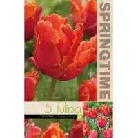 Лале Амейзинг / Tulipa Amazing Parrot - 5 бр луковици