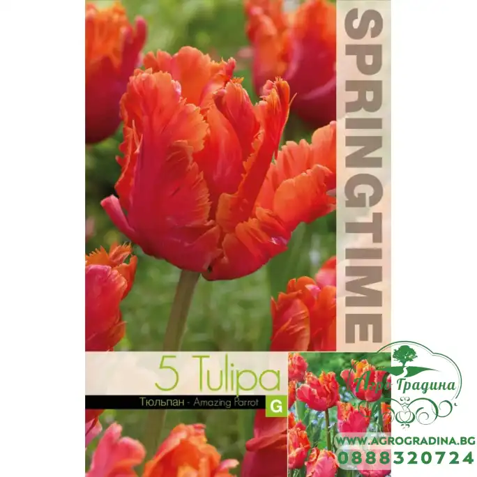 Лале Амейзинг Tulipa Amazing Parrot - 5 бр луковици