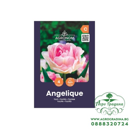 Лале Анжелик / Tulip Angelique - AGRONOM - 4 бр луковици