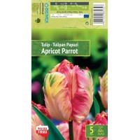 Лале Apricot Parrot Tulipa - 5 бр луковици