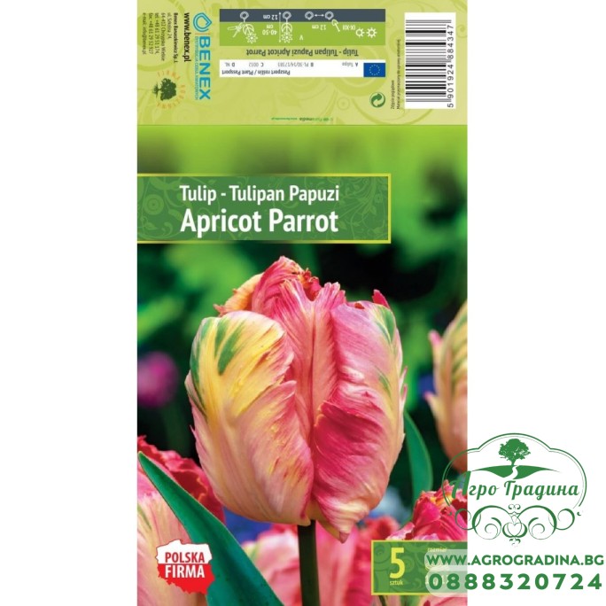 Лале Apricot Parrot Tulipa - 5 бр луковици – Есенни луковици
