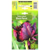 Лале Черен папагал / Tulipa Black Parrot - 5 бр луковици