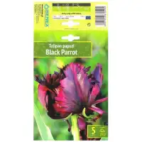 Лале Черен папагал Tulipa Black Parrot - 5 бр луковици