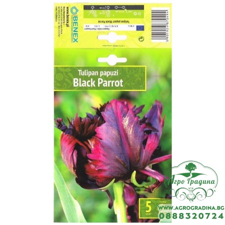 Лале Черен папагал / Tulipa Black Parrot - 5 бр луковици