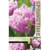 Лале Кернс / Tulip Cairns - 5 бр луковици
